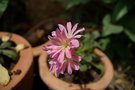 vignette lewisia cotyledon