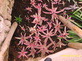 vignette Cryptanthus bivittatus 'Pink Starlite'  et fosterianus