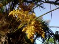 vignette Trachycarpus fortunei et Cordyline australis en fleur