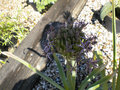vignette Allium cristophii, ail dcoratif
