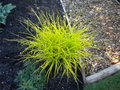 vignette Carex elata 'Aurea', Cyperaces