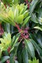 vignette Daphniphyllum macropodum