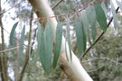 vignette Eucalyptus perriniana