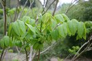 vignette Juglans ailanthifolia