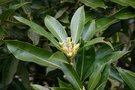 vignette Lithocarpus edulis
