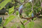 vignette Magnolia acuminata 'Blue Opal'
