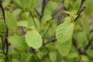 vignette Meliosma dilleniifolia ssp. tenuis