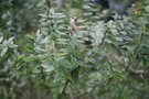 vignette Myrtus communis ssp. tarentina