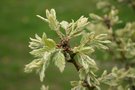 vignette Quercus ithaburensis ssp. macrolepis