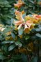 vignette Rhododendron cinnabarinum