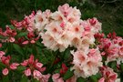 vignette Rhododendron Virginia Richards Group