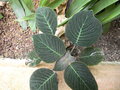vignette Pseuderanthemum  velutinum