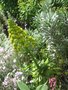 vignette Aeonium en fleurs / Nauplius sericeus