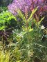 vignette Grevillea robusta & Geranium maderense