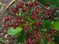 vignette Fuchsia paniculata fruits  au 09 06 10