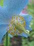 vignette Meconopsis 'Lingholm' - Pavot bleu - Poppy