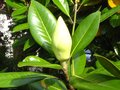 vignette Magnolia grandiflora exmouth et son norme bouton floral au 09 06 10