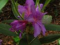vignette Rhododendron Trichantum au 09 06 10