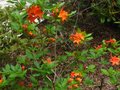 vignette Rhododendron Bakeri camp's red cumberlandense au 09 06 10