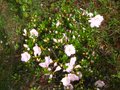 vignette Rhododendron Satsuki au 10 06 10