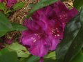 vignette Rhododendron Polar nacht toujours la au 10 06 10