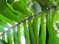 vignette Aiphanes aculeata syn : caryotifolia