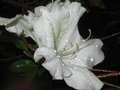 vignette Azalea japonica grandes fleurs blanches au 11 06 10
