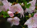 vignette Rhododendron Satsuki au 11 06 10
