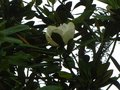 vignette Magnolia grandiflora exmouth premire fleur au 11 06 10