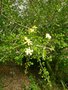 vignette Gardenia spatulifolia