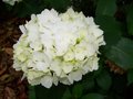 vignette hortensia blanc