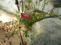 vignette Turraea obtusifolia