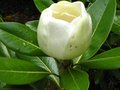 vignette Magnolia grandiflora exmouth autre fleur au 12 06 10