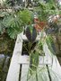 vignette Colocasia esculenta ''illustris ''
