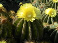vignette Eriocactus magnificus