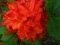 vignette Rhododendron Bakeri Camp's red Cumberlandense au 12 06 10