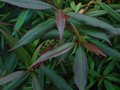 vignette Rhododendron Lutescens nouvelles pousses bronze au 12 06 10