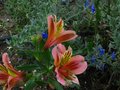 vignette Alstroemres et Salvia jamensis ardoise bleue au 12 06 10
