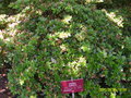 vignette Rhododendron japonica