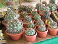 vignette expo cactus