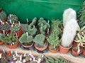 vignette expo cactus