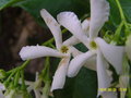 vignette Trachelospermum jasminoides