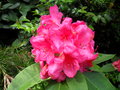 vignette Rhododendron 'Anna Rose Whitney'