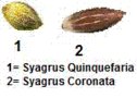 vignette Syagrus quinquefaria vs S coronata