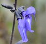 vignette Sauge - Salvia guaranitica 'Black and Blue' - fleurs