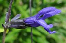 vignette Sauge - Salvia guaranitica 'Black and Blue' - fleurs