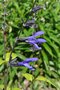 vignette Sauge - Salvia guaranitica 'Black and Blue'