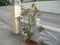 vignette Magnolia grandifl. praecox = goliath