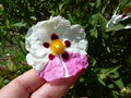 vignette Cistus fleur bicolore