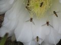 vignette Echinopsis schickendantzii floraison
